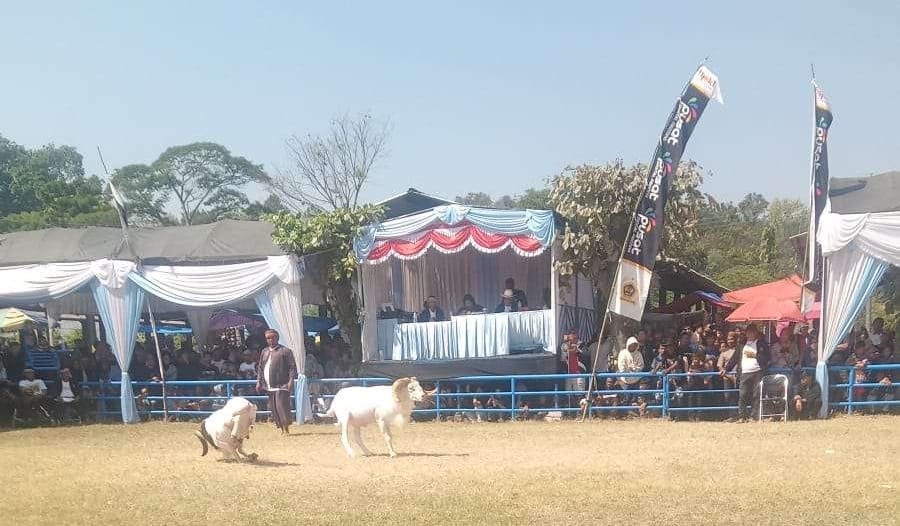 Seni Ketangkasan Adu Domba Garut